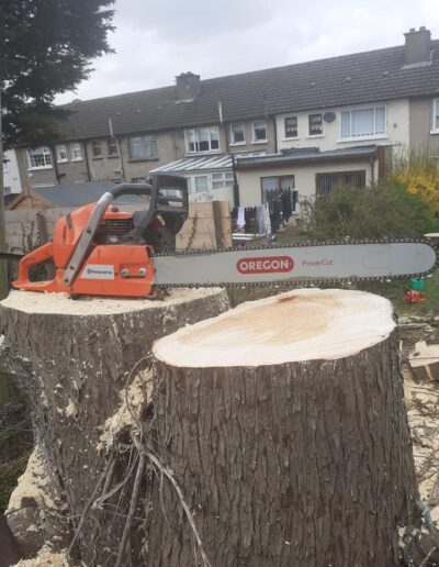 professional Tree surgeon dublin