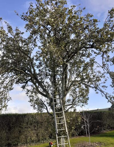 Branch Tree Services Ireland