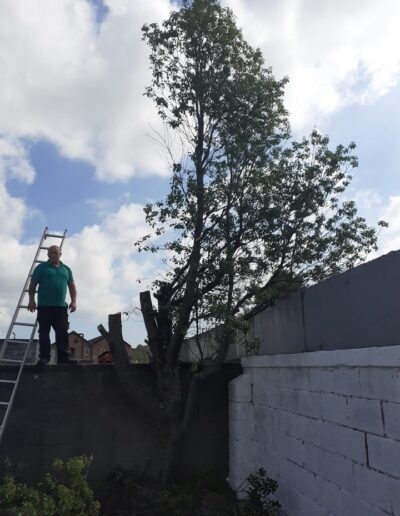 tree surgeon near me