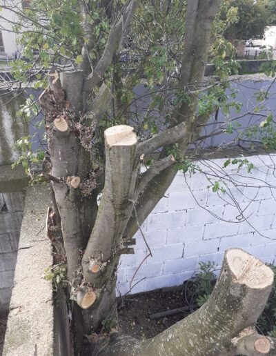 tree surgeon near me