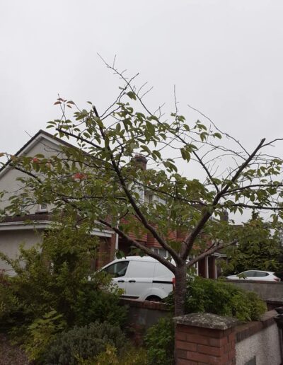 Tree Services Surgeon Ireland Dublin