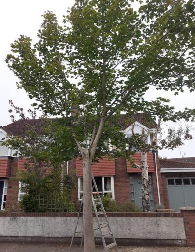 Tree Services Surgeon Ireland Dublin